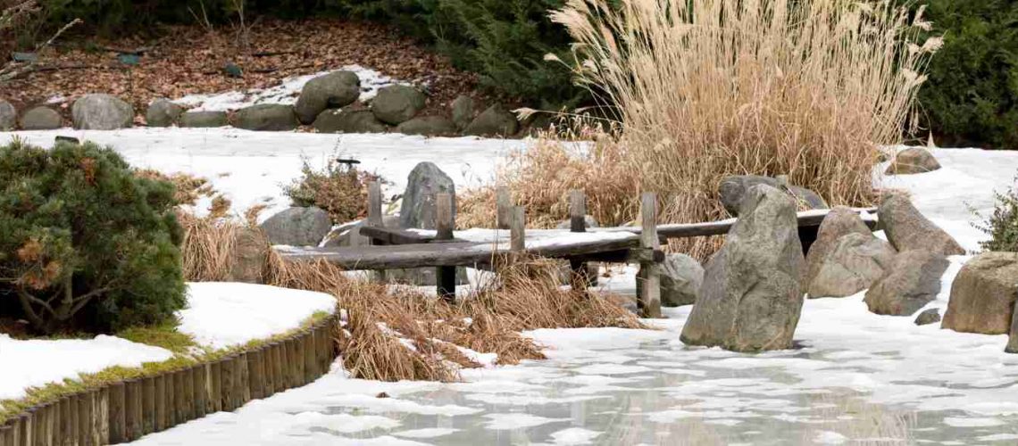 Descubre las plantas de invierno ideales para tu jardín o terraza y los cuidados clave para que luzcan perfectas en temporada fría.