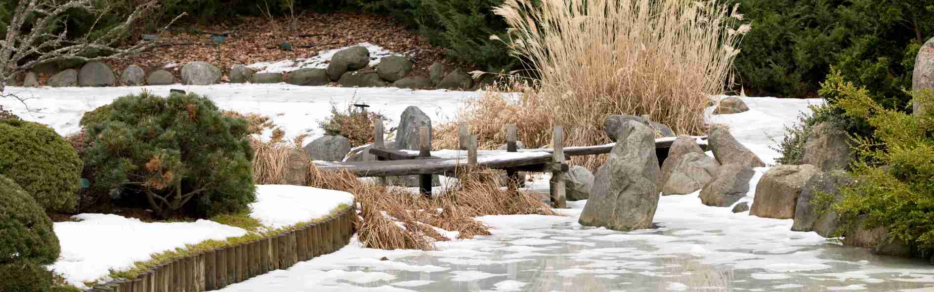 Descubre las plantas de invierno ideales para tu jardín o terraza y los cuidados clave para que luzcan perfectas en temporada fría.
